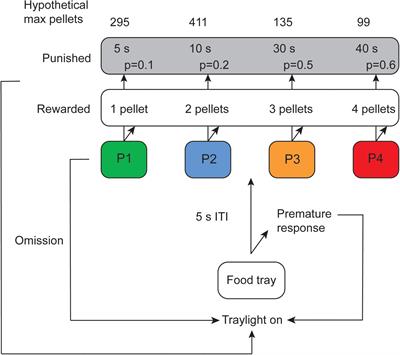 Exploring decision-making strategies in the Iowa gambling task and rat gambling task